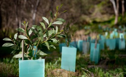 Seedlings in the ground 